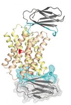 fluoride ion channel