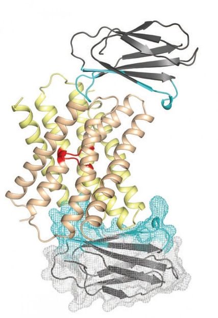 Stockbridge et al., Nature