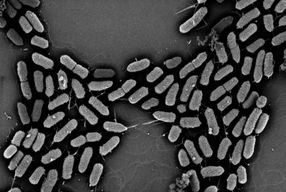 Escherichia coli