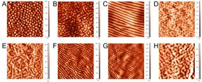 insects nanostructures