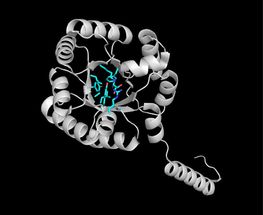 E. Coli enzymes