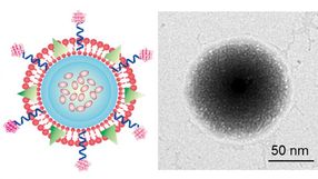nanovehicles drug targeting
