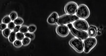 cell cycle bioinformatics