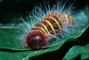 toxic plants caterpillar