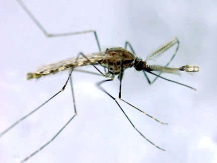 anopheles malaria