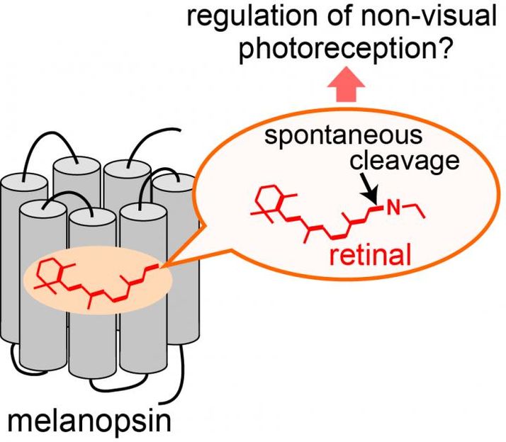 Molecular characteristics of mammalian melanopsins for non-visual photoreception