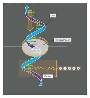 genome analysis down syndrome