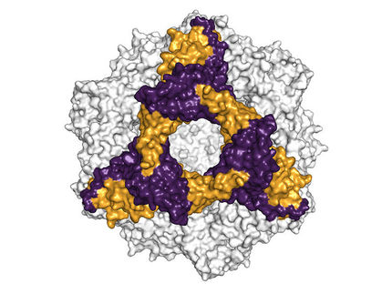 Räumliche Struktur des alphaB-Crystallins