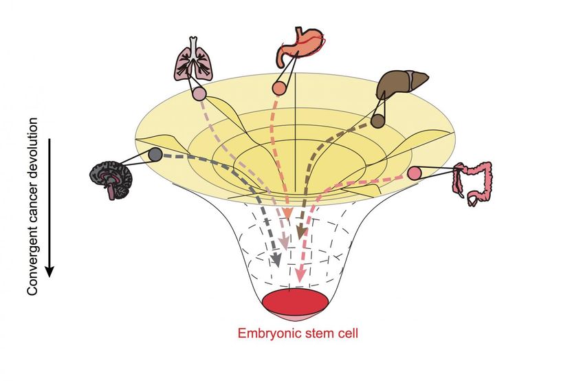 Xionglei He, Ph.D. College of Ecology and Evolution School of Life Sciences Sun Yat-sen University