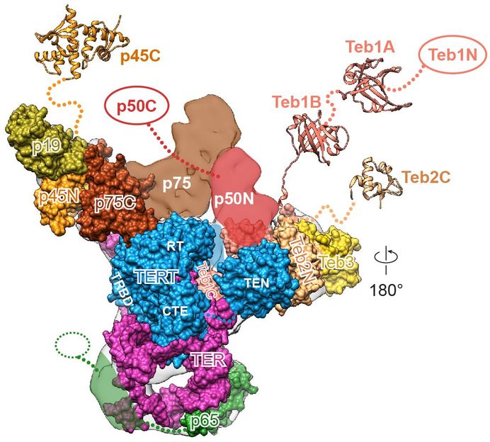 UCLA department of chemistry and biochemistry