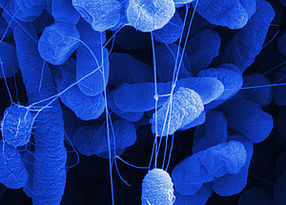 E.coli Biofilm