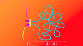 loops genes mapping