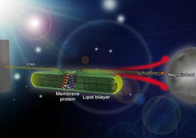 protein folding