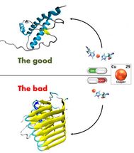 prion protein switches copper