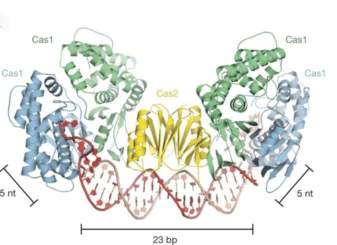 courtesy of Jennifer Doudna and James Nuñez, Berkeley Lab/UC Berkeley