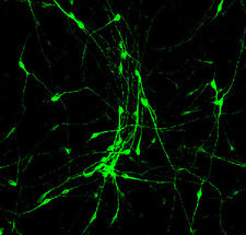 neurons small molecule drugs