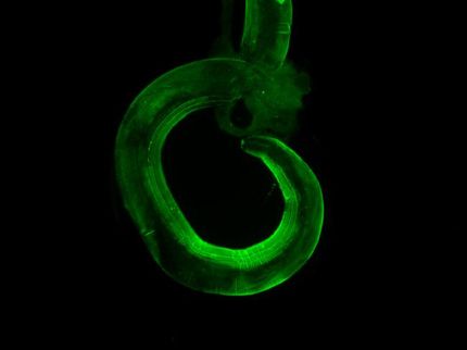 parasites gut coevolution