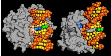 dna repair enzymes