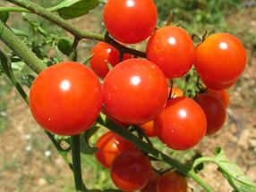 Large scale production of pharmaceuticals in tomatoes