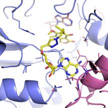 tubercolosis enzyme structure