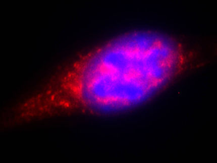 Blood stem cell self-renewal dependent on surroundings