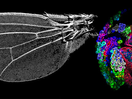 Mit Nanobodies aus Kamelen lässt sich das Organwachstum untersuchen