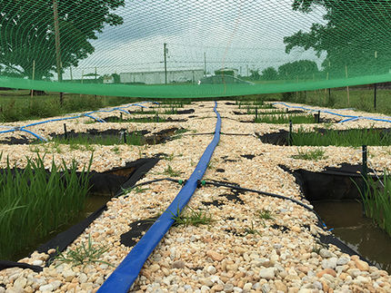 rice arsenic crop