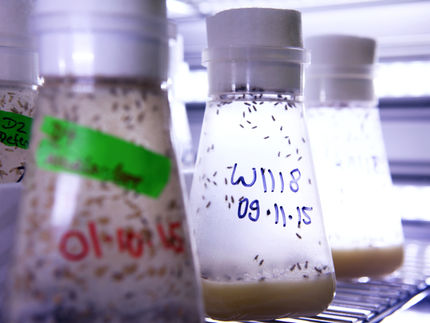 Fruchtfliegen im Brutschrank