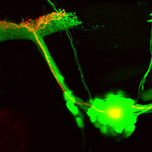 Bright prospects: Repairing Neurons with light