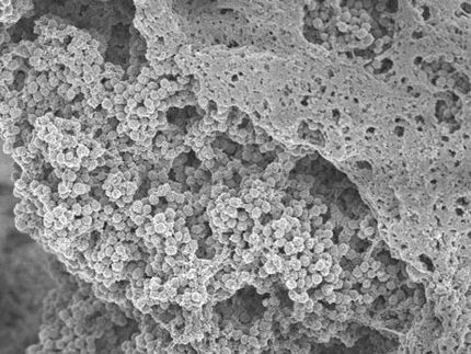 biofilm infection staphylococcus