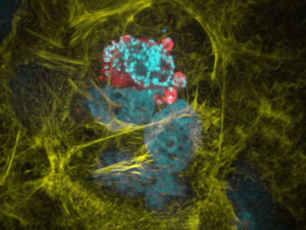 Gezielter Schnitt im Genom schwächt Malaria-Parasiten