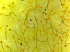 Fruchtkörper des Pilzes Phycomyces blakesleeanus