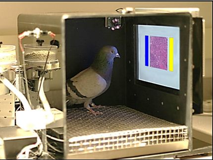 pigeons diagnostic