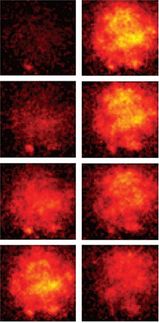 Sensor sees nerve action as it happens