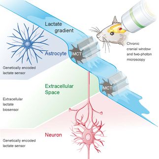 Lactate for Brain Energy