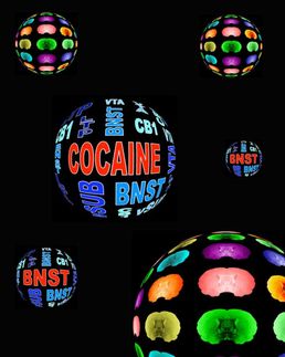 New insights on how cocaine changes the brain