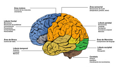 Cerebro