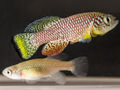 Nothobranchius furzeri