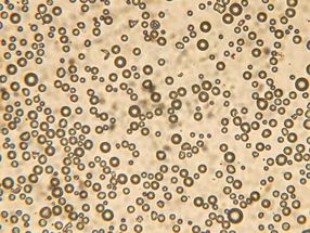 albumin microbubbles