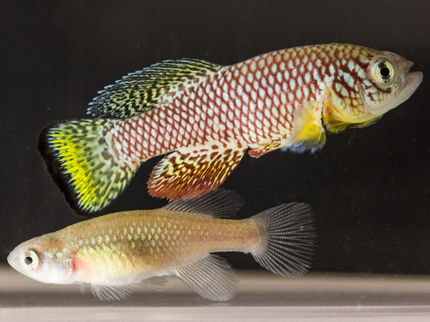 Nothobranchius furzeri