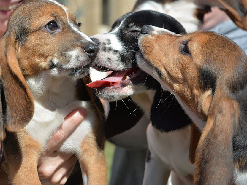 Mike Carroll/College of Veterinary Medicine at Cornell University