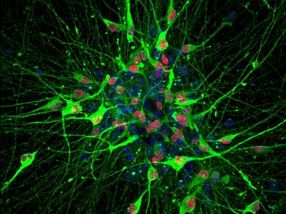 stem cells neurons serotonin