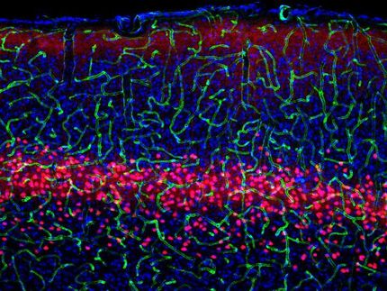 neurons salk