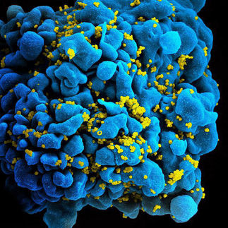 MPI für Entwicklungsbiologie