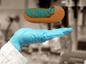 Querschnitt eines Mitochondriums