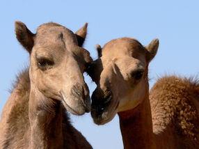 dromedary camels