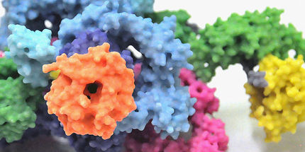 3D-Modell des Proteinkomplexes mTORC1