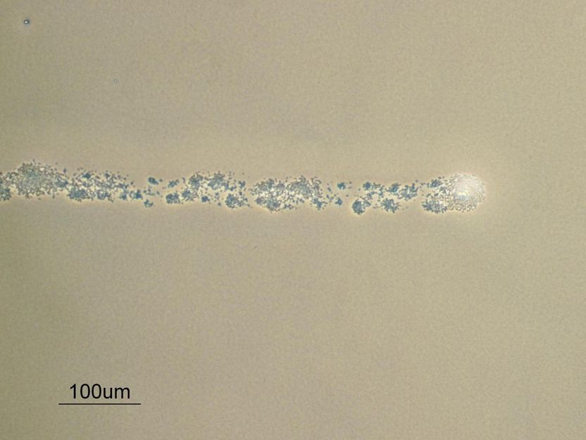 Staphylococcus aureus forms spreading dendrites that have characteristics  of active motility