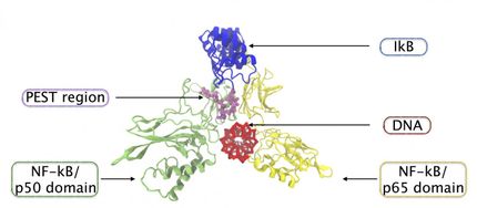 genetic switches