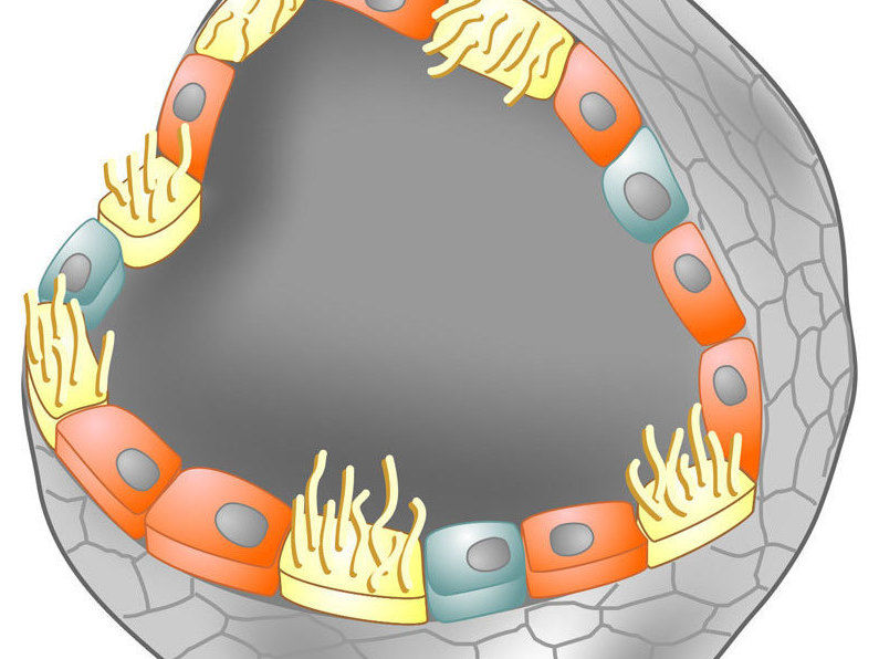 © MPI f. Infektionsbiologie